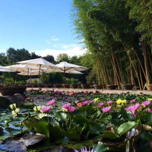 Jardin Latour-Marliac